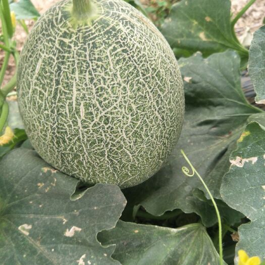 广饶县西州蜜25号 甜度高质量好