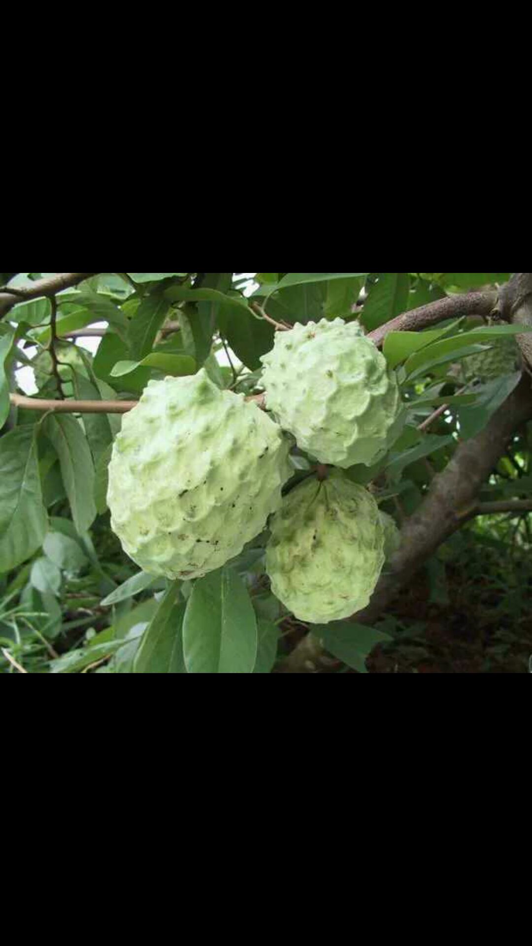 刺果番荔枝苗 ，也叫凤梨释迦。