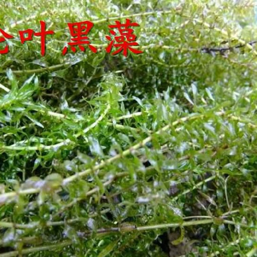 灵川县水产养殖饲料 养殖必备
