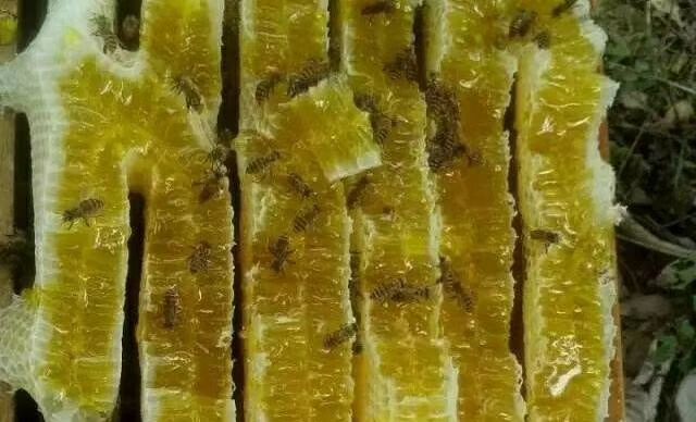 浏阳市 天然土蜂蜜