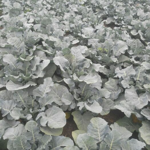 潍坊炎秀西兰花 1.2~1.5斤 15~20cm