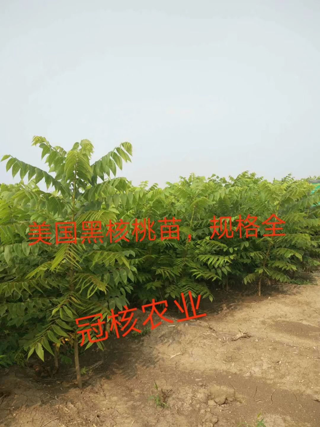 淄博 美国黑核桃苗