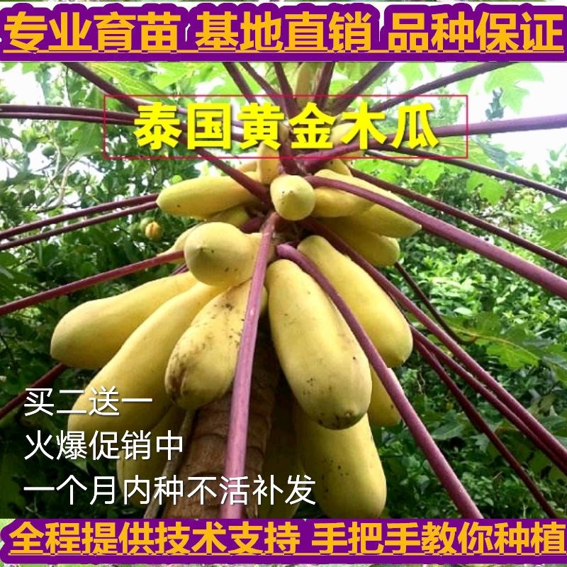 灵山县木瓜树 新品种泰国黄金木瓜苗红肉木瓜盆栽庭院种植四季可种当年结果