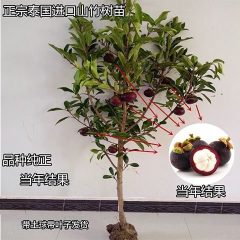灵山县山竹树苗 泰国山竹 黄金山竹岭南山竹苗