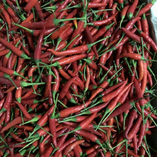 深圳小米椒 小米红椒