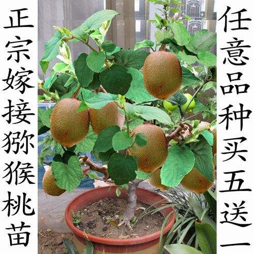 平邑县红心猕猴桃苗品种全质量优带原土发货成活率达到百分之90以上