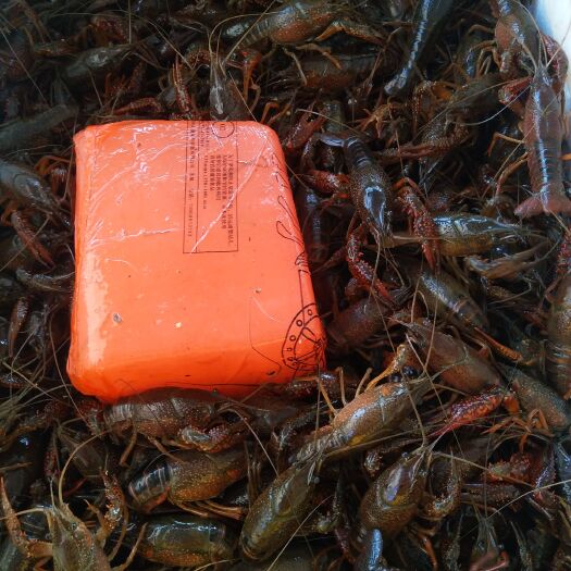 华容县青壳小龙虾 洞庭湖青虾，价廉物美