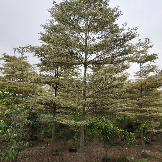 漳浦县 锦叶榄仁，6~12分，大量现货供应