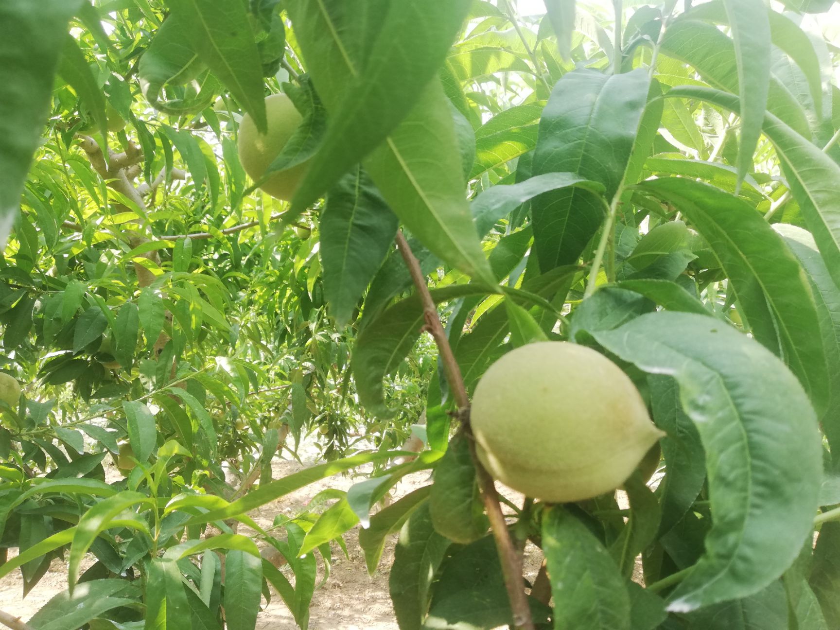 水蜜桃 大量突围白桃 6.15成熟上市。欢迎大家前来洽谈采购。