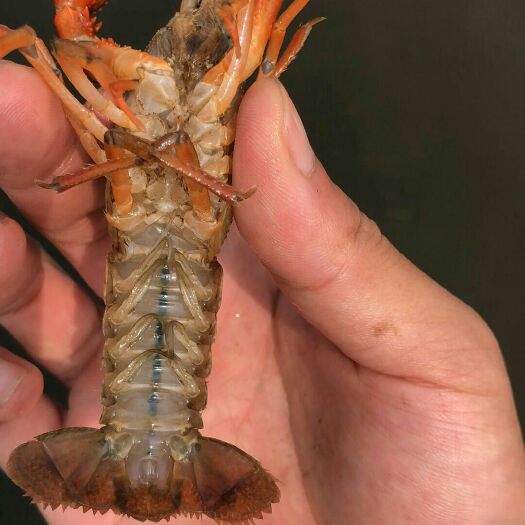 华容县 硬规格456的小龙虾大量供应