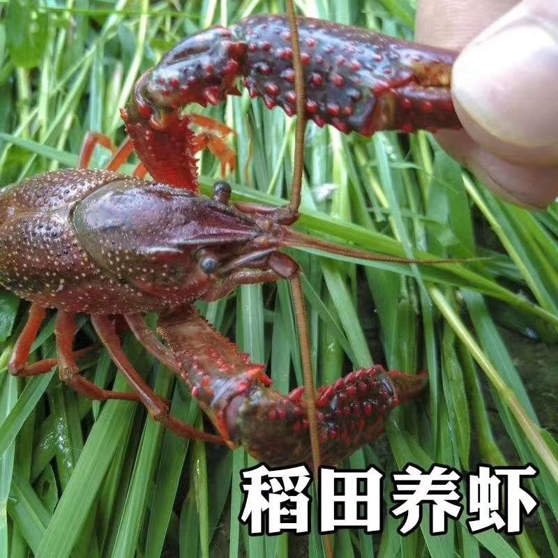  微山湖小龙虾
