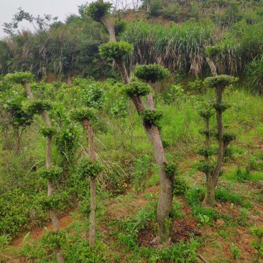 南昌赤楠盆栽 大型种植基地  （小叶赤楠  盆景 地栽）拆迁屯地 房屋装饰