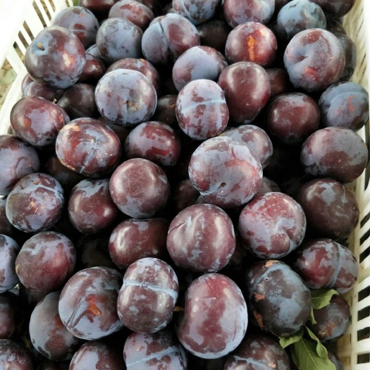 宜城市风味玫瑰李子 风味玫瑰李