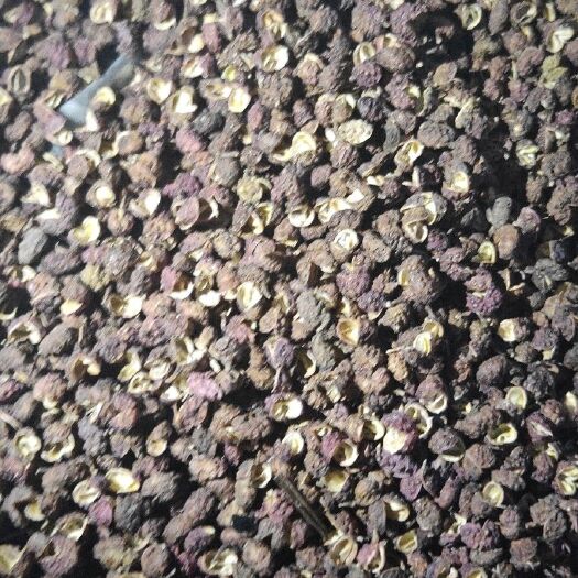 金阳县 九叶青花椒苗和金阳县青花椒