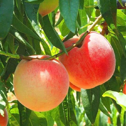 蒙阴县水蜜桃  55mm以上 3 - 4两 露天成长