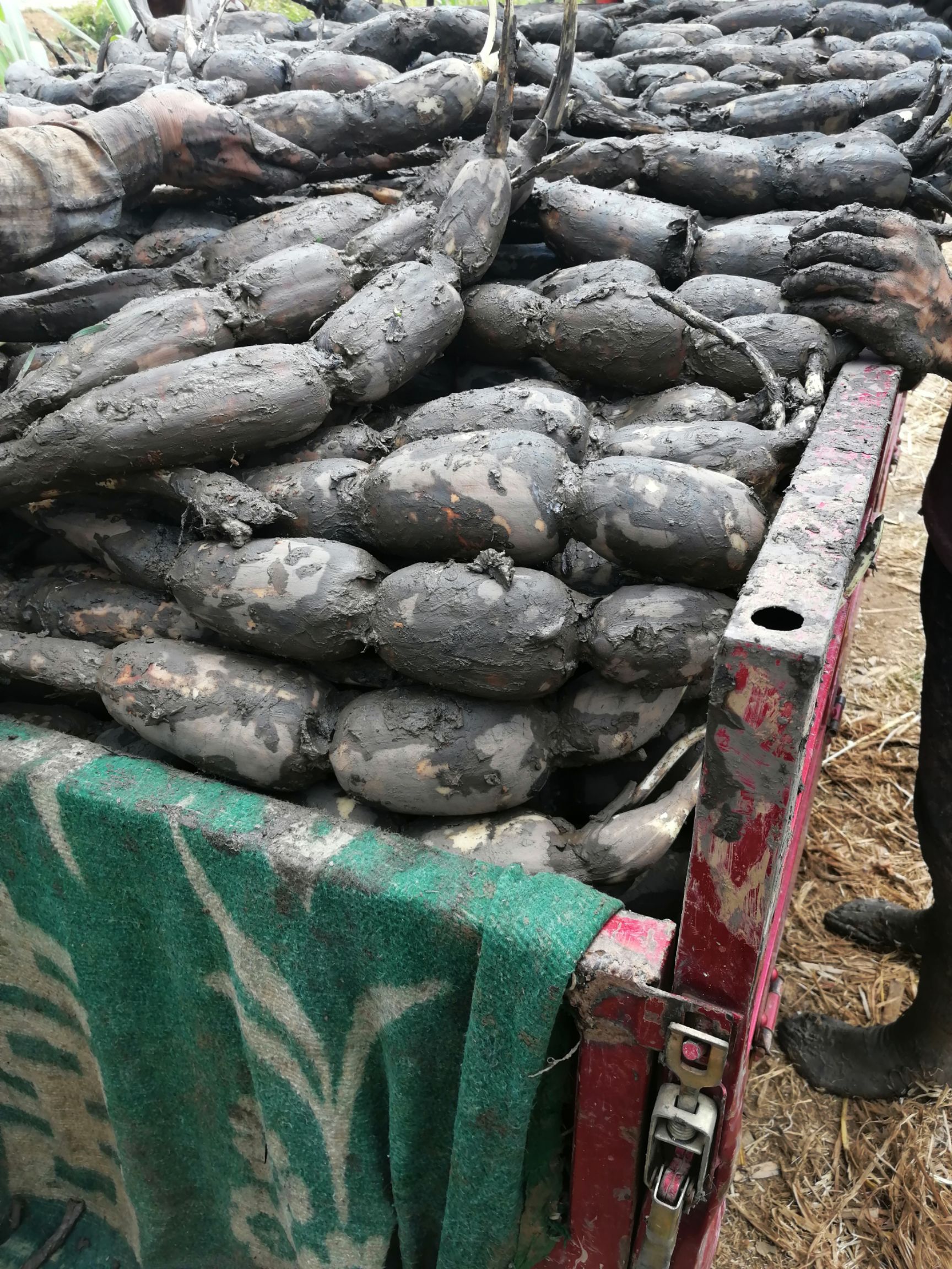 鄂莲6号 鳄莲六号