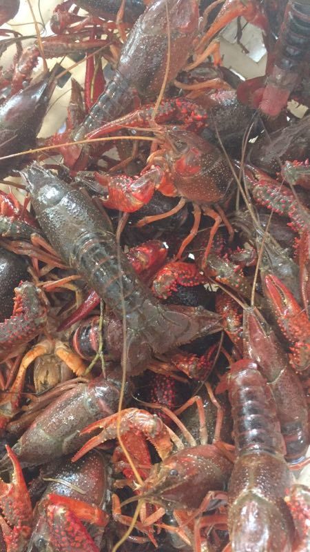 潜江市清水小龙虾 4.2一6.2钱 人工养殖