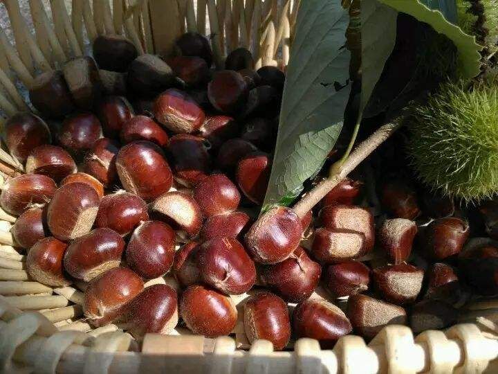 蒙山板栗  香甜粉糯板栗