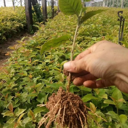 新泰市矮化樱桃苗 吉12