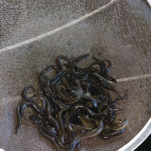 重庆市泥鳅苗 泥鳅，成活高，长式快，技术不保留，送货上门满在意付款