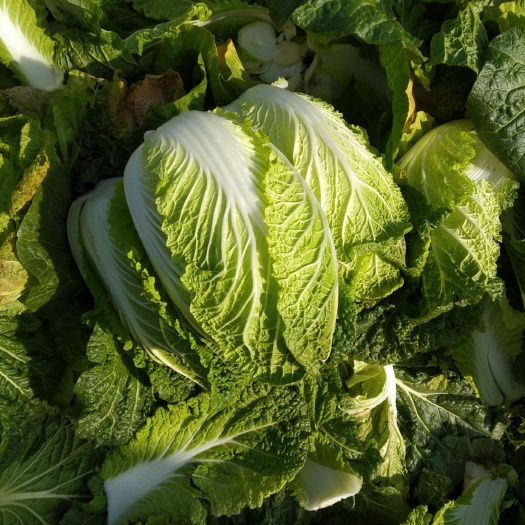 长阳县黄心大白菜  高山大白菜，品质优，口味佳，口啤好，供应充足