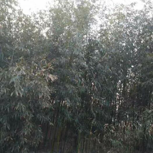 青岛 绿竹  四季长绿竹子！绿化用竹子！