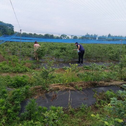 果园  蓝莓园急转