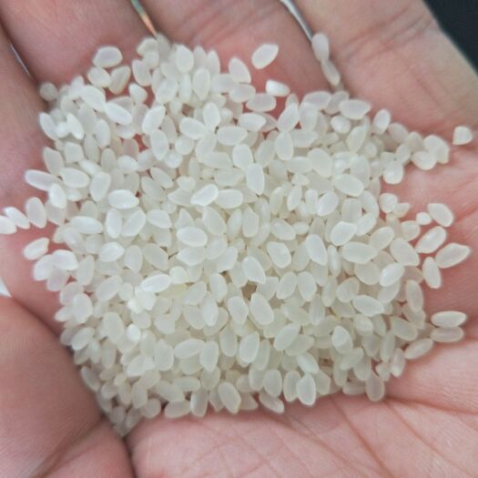 哈尔滨圆粒香米 二等品 一季稻 粳米