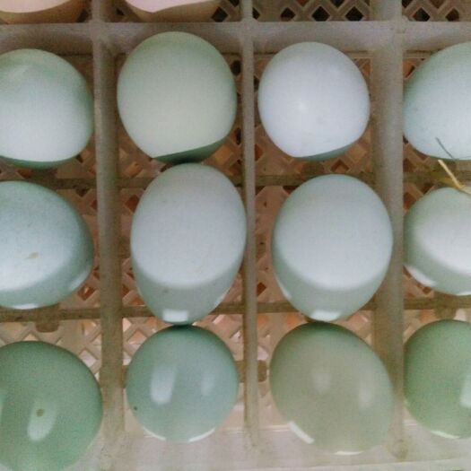 龙陵县绿壳鸡蛋 食用 箱装