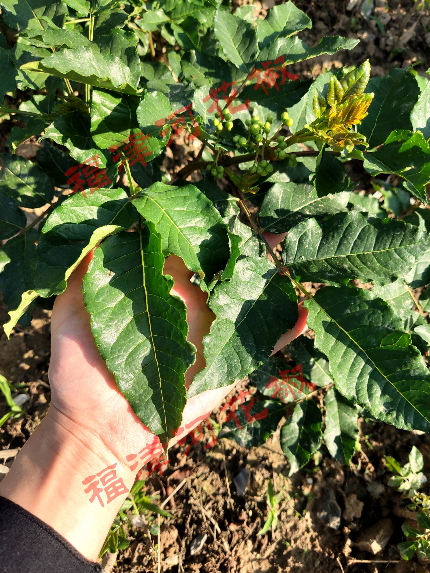 无刺花椒苗  接穗嫁接专用枝条甘肃陇南武都正宗无刺大红袍专用