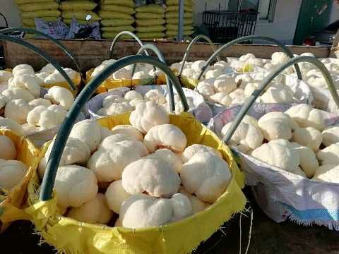 海林市干猴头菇  东北猴头菇之乡 猴头菇批发 质优价廉 新鲜猴头菇批发