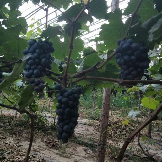  温棚夏黑葡萄大量现货供应