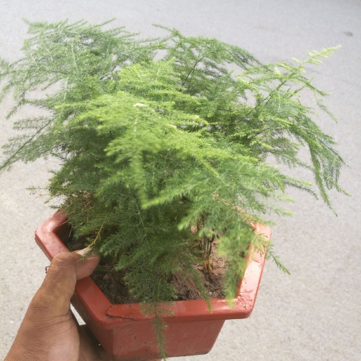 青州市 精品文竹