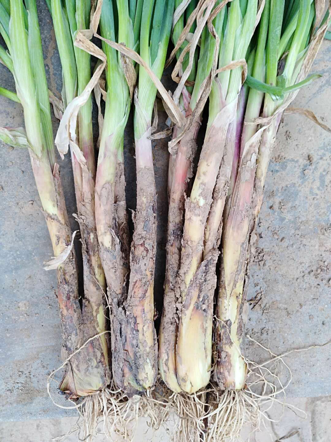 红葱 货源充足，品质优良
