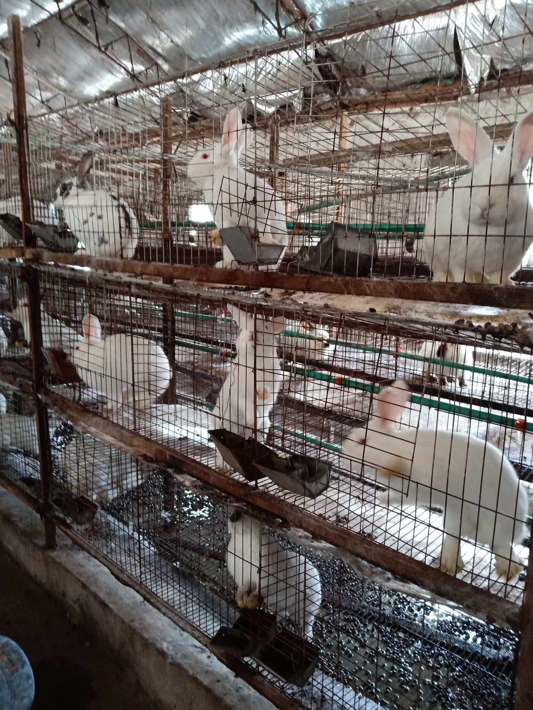 肉兔 本种兔基地有种兔-商品兔-小兔欢迎各位朋友订购-免费咨询