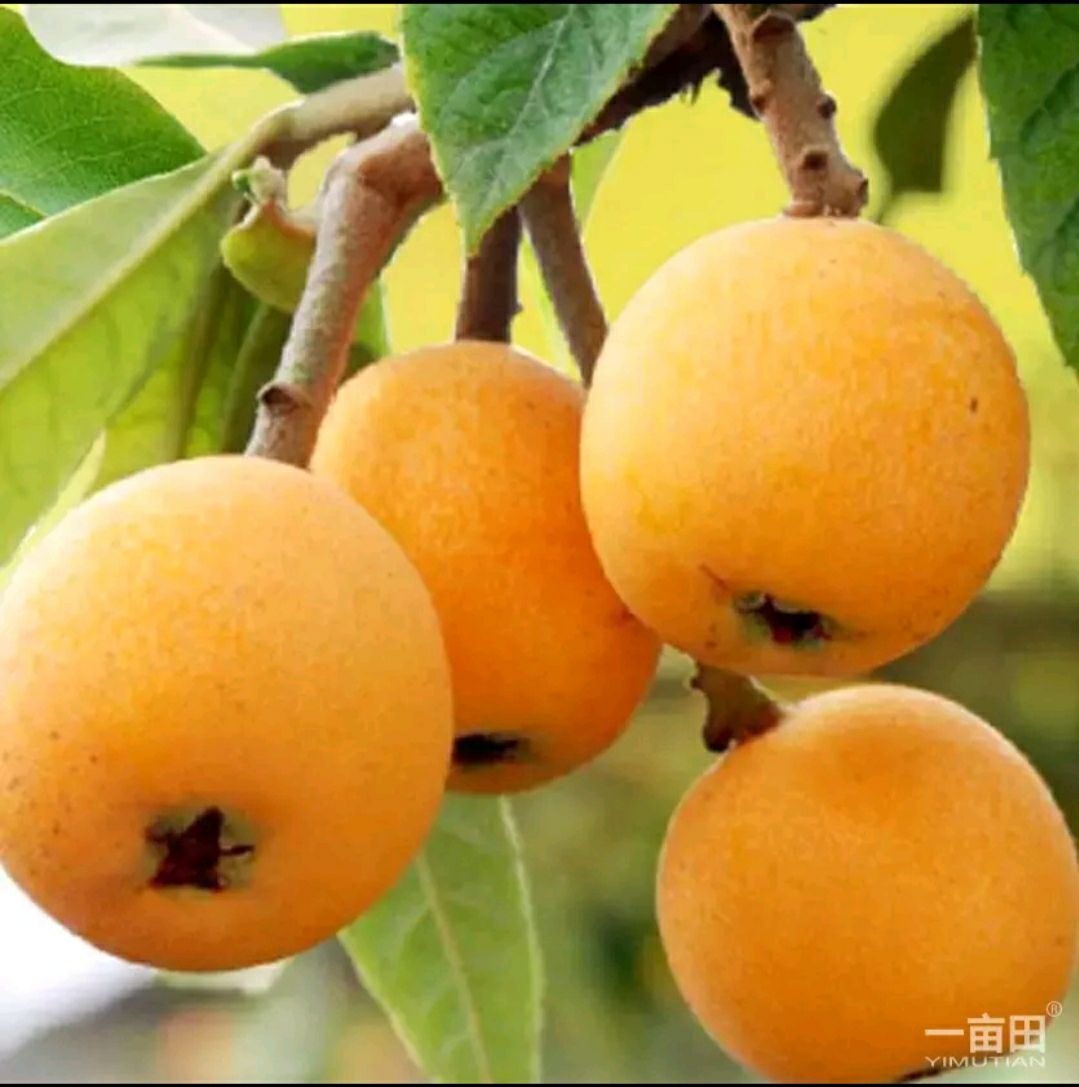 天然五星大枇杷