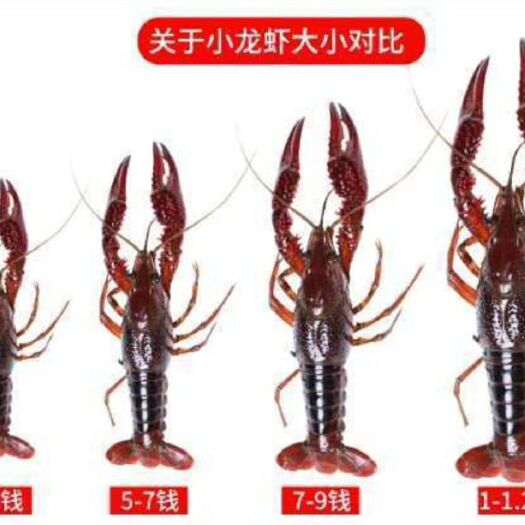 公安县潜江小龙虾 清水虾
