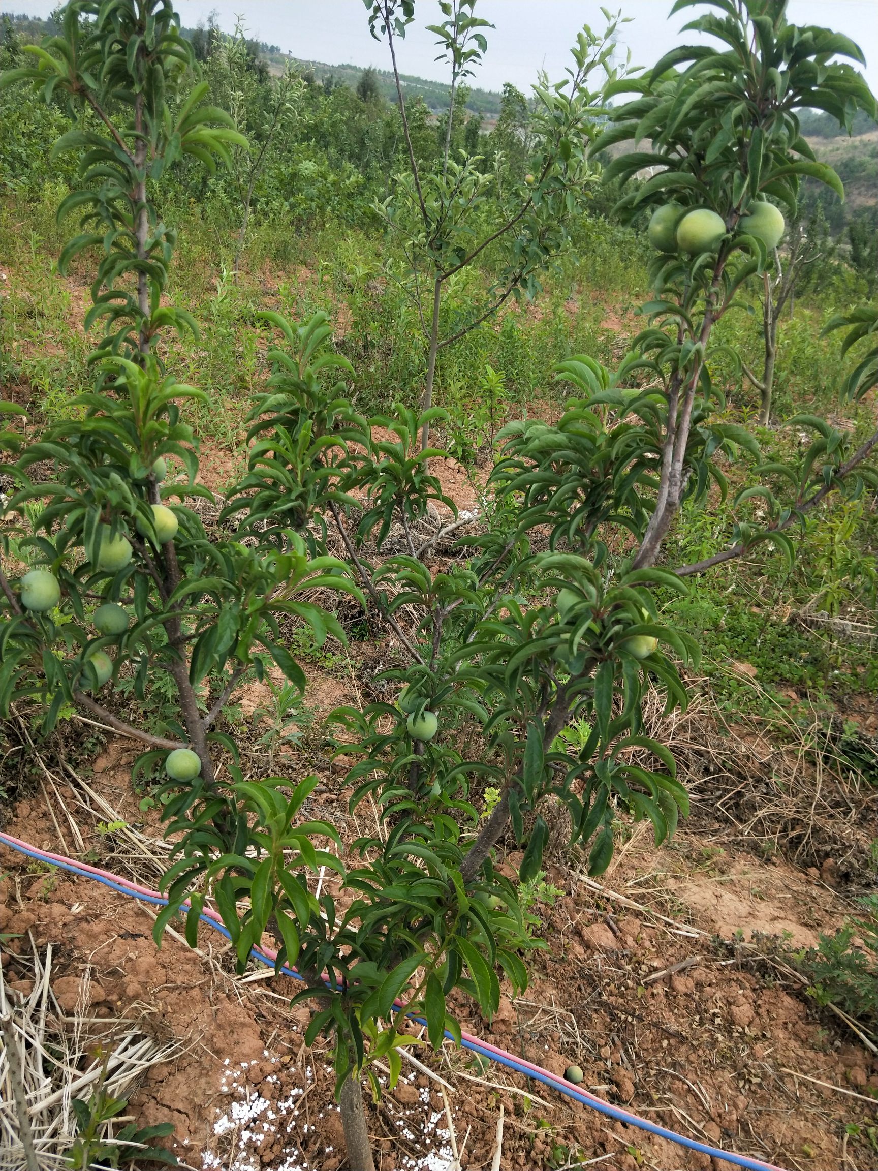 嘎啦苹果苗 各种果树苗，车厘子，杨梅苹果，桃