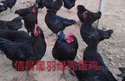 枣阳市 高产绿壳蛋鸡苗