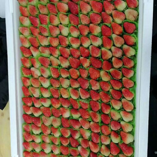 会泽县蒙特瑞草莓 自家种植，一手货源。