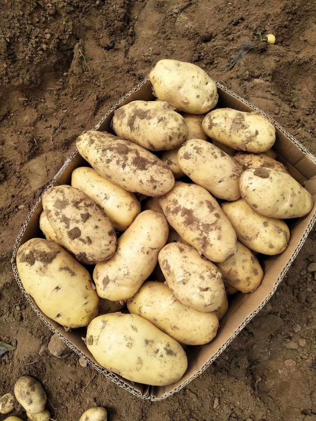  荷兰十五土豆产地直销，价格便宜