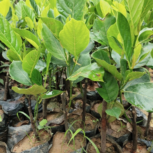 灵山县 非常高产的菠萝蜜苗