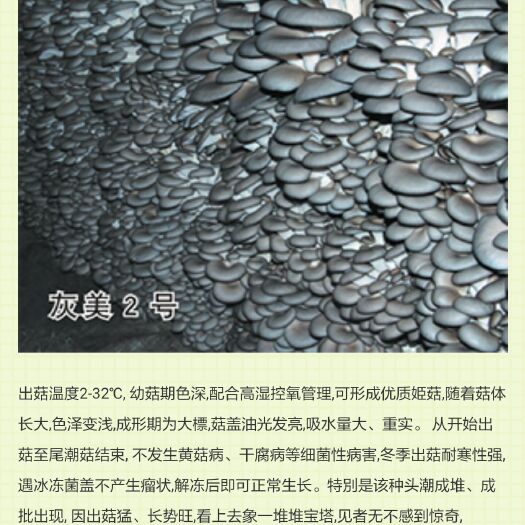 法库县平菇菌种 灰美二号平菇母种试管