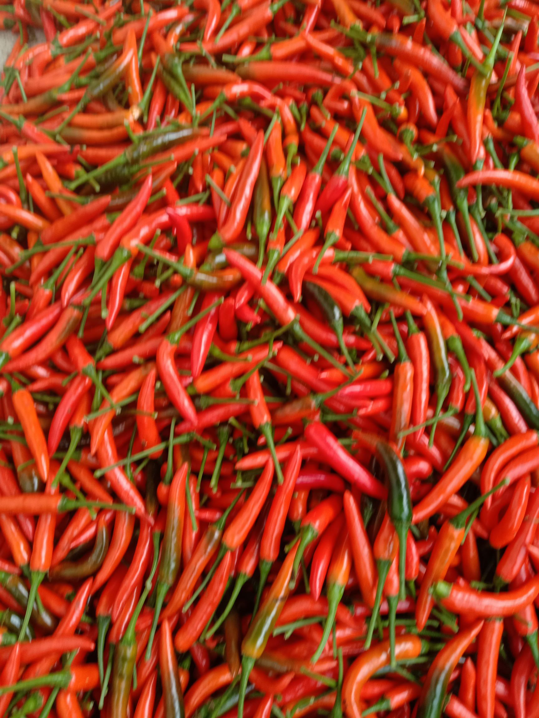 小米椒质量保证