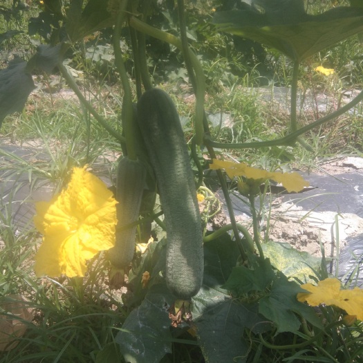 射洪市肉丝瓜 30~50cm