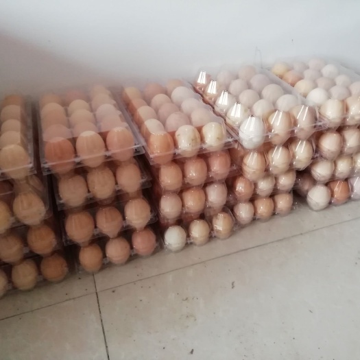 如东县 新鲜的土鸡蛋全散养的吃玉米