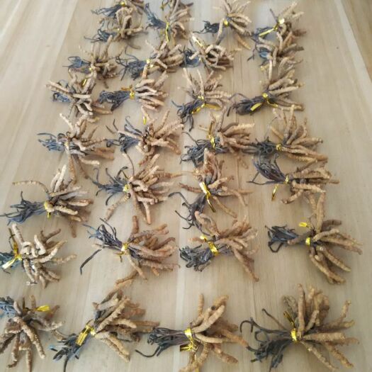冬虫夏草【青海小草】100条起包邮，比人工虫草都便宜！