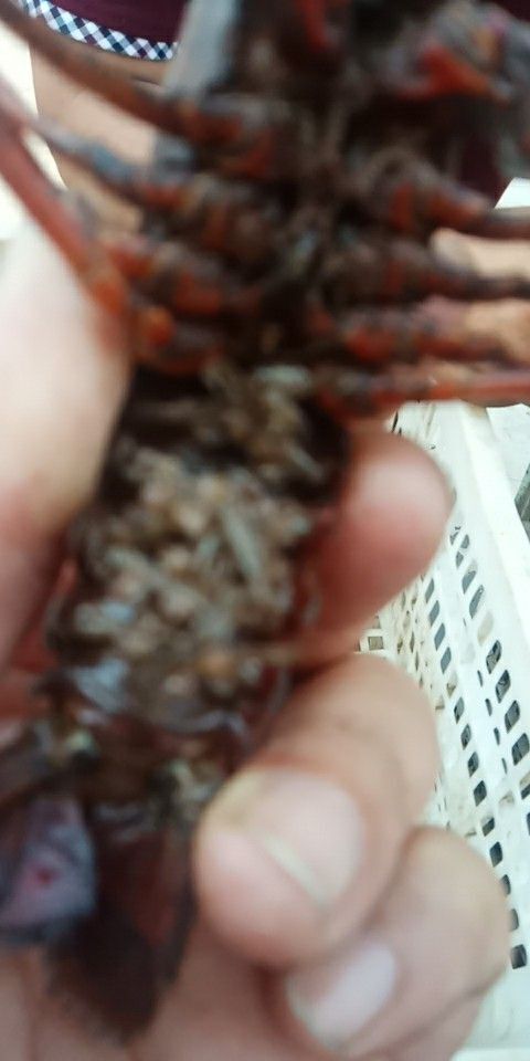 江陵县小龙虾苗