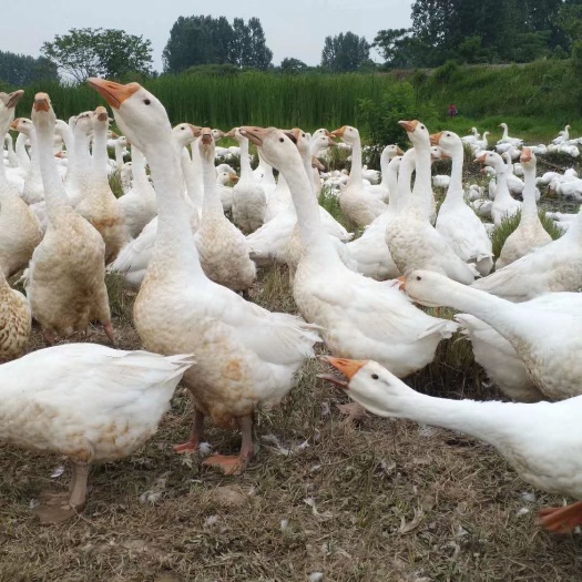 定远县肉鹅 6-8斤 统货 全圈养
