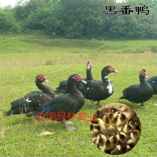 长沙黑番鸭苗番鸭苗洋鸭苗非洲雁火鸭苗白番鸭苗蛋鸭苗量大价优全国发